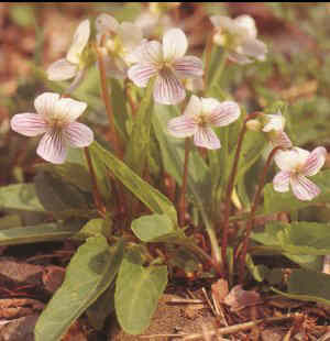 Viola betonicifolia f. albescens Foto J&uuml;rgen Peters