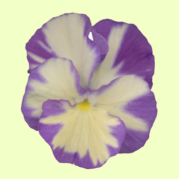 Viola cornuta Rebecca Foto J&uuml;rgen Peters
