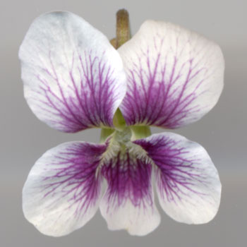 Viola cucullata Alice Witter Foto J&uuml;rgen Peters
