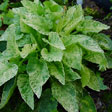 V. japonica Variegata Foto J&uuml;rgen Peters