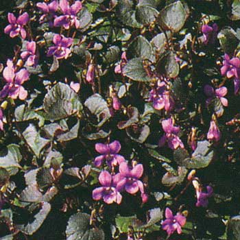 Viola riviniana (labrodorica)  Purpurea Foto J&uuml;rgen Peters
