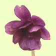 V. mandshurica f. plena Foto J&uuml;rgen Peters