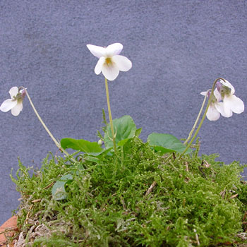 Viola odorata Goethe Foto J&uuml;rgen Peters