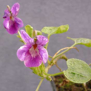 Viola odorata Opera Foto J&uuml;rgen Peters