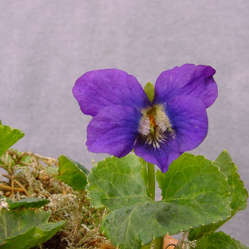Viola odorata Royal Robe Foto J&uuml;rgen Peters
