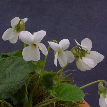 Viola odorata Weimar Foto J&uuml;rgen Peters