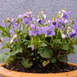 V. reichenbachia Foto J&uuml;rgen Peters