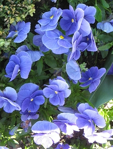 Blaues Stiefm&uuml;tterchen