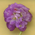 Viola Parme D`Udine Foto J&uuml;rgen Peters