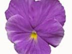 Viola cornuta Amethyst Foto J&uuml;rgen Peters