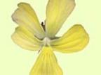 Viola cornuta Buttercup Foto J&uuml;rgen Peters
