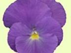 Viola cornuta Erna Foto J&uuml;rgen Peters