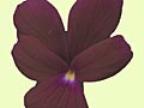 Viola cornuta Midnight Turke Foto J&uuml;rgen Peters