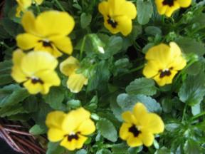 Viola cornuta Primrose Blotch Foto Brandt