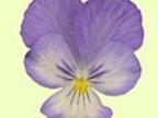 Viola cornuta Westfalenhimmel Foto J&uuml;rgen Peters