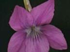 Viola cucullata Red Giant Foto J&uuml;rgen Peters