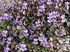 Viola riviniana Minor Foto J&uuml;rgen Peters
