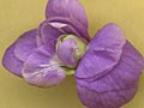 Viola Parme de Toulouse Foto J&uuml;rgen Peters