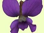Viola soraria Gabriele Foto J&uuml;rgen Peters