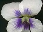 Viola soraria prisceana Foto J&uuml;rgen Peters